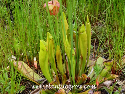 Pitcher Plant (Sarracenia)